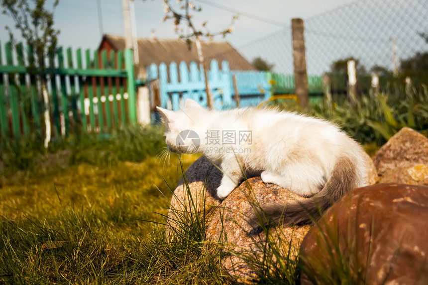 小猫场地绿色虎斑婴儿花园宠物动物图片