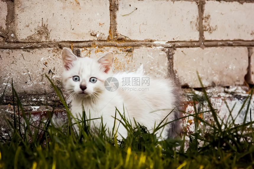 小猫婴儿绿色场地动物花园宠物虎斑图片