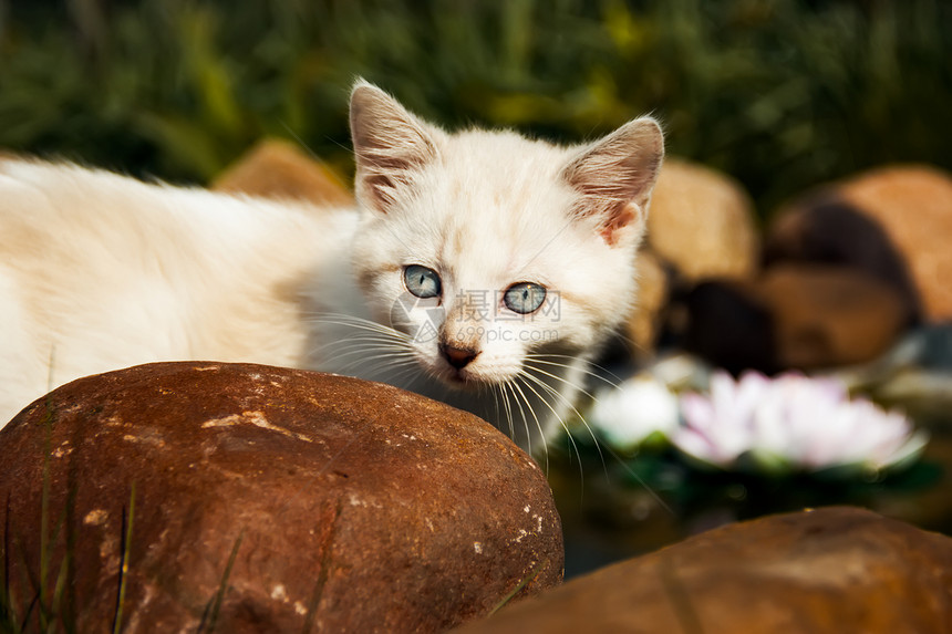 小猫婴儿场地动物宠物绿色虎斑花园图片