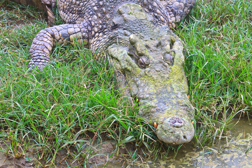 农场里的鳄鱼生物爬虫猎人危险荒野动物园野生动物池塘食肉捕食者图片