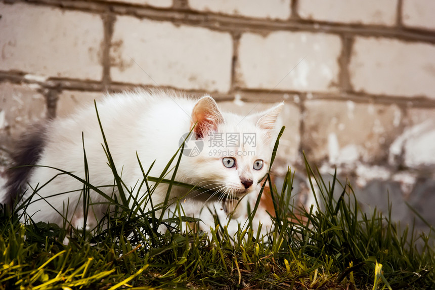 小猫虎斑花园绿色婴儿动物场地宠物图片