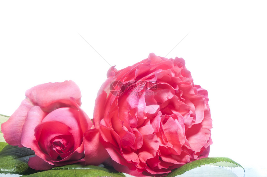 粉红玫瑰花婚礼花瓣植物绿色红色玫瑰花朵花园白色礼物图片
