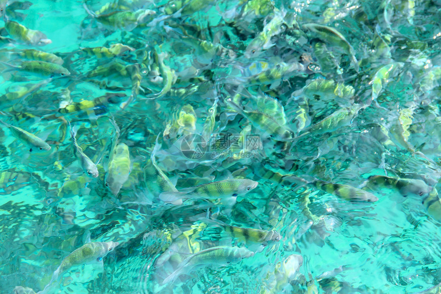 水中的热带鱼类野生动物珊瑚条纹蓝色黄色情调殖民地动物呼吸管海洋图片