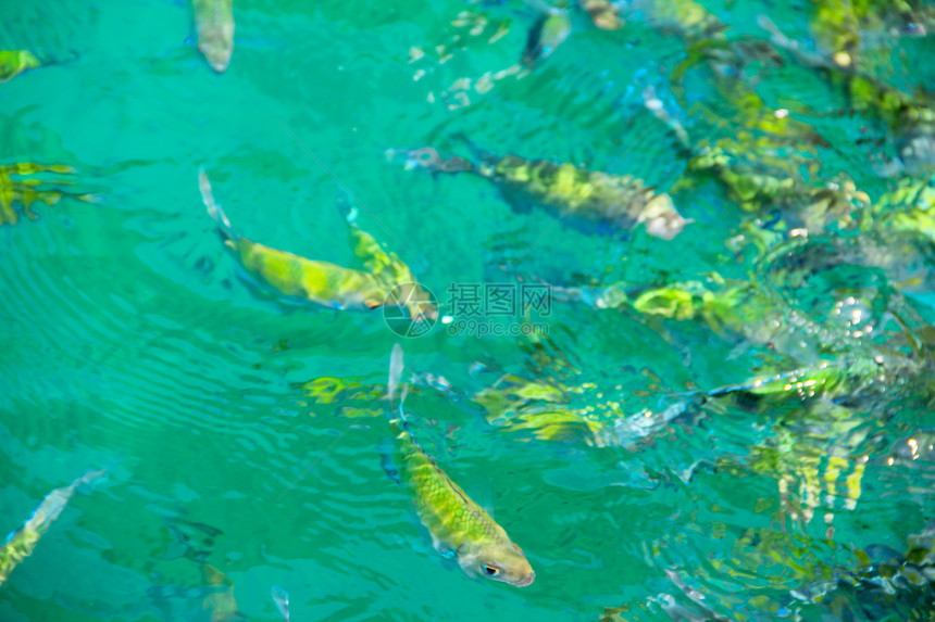 水中的热带鱼类潜水情调殖民地海洋异国呼吸管珊瑚蓝色息肉条纹图片