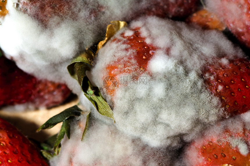 Mold草莓木头犯规中毒破坏水果食物文化模具孢子宏观图片