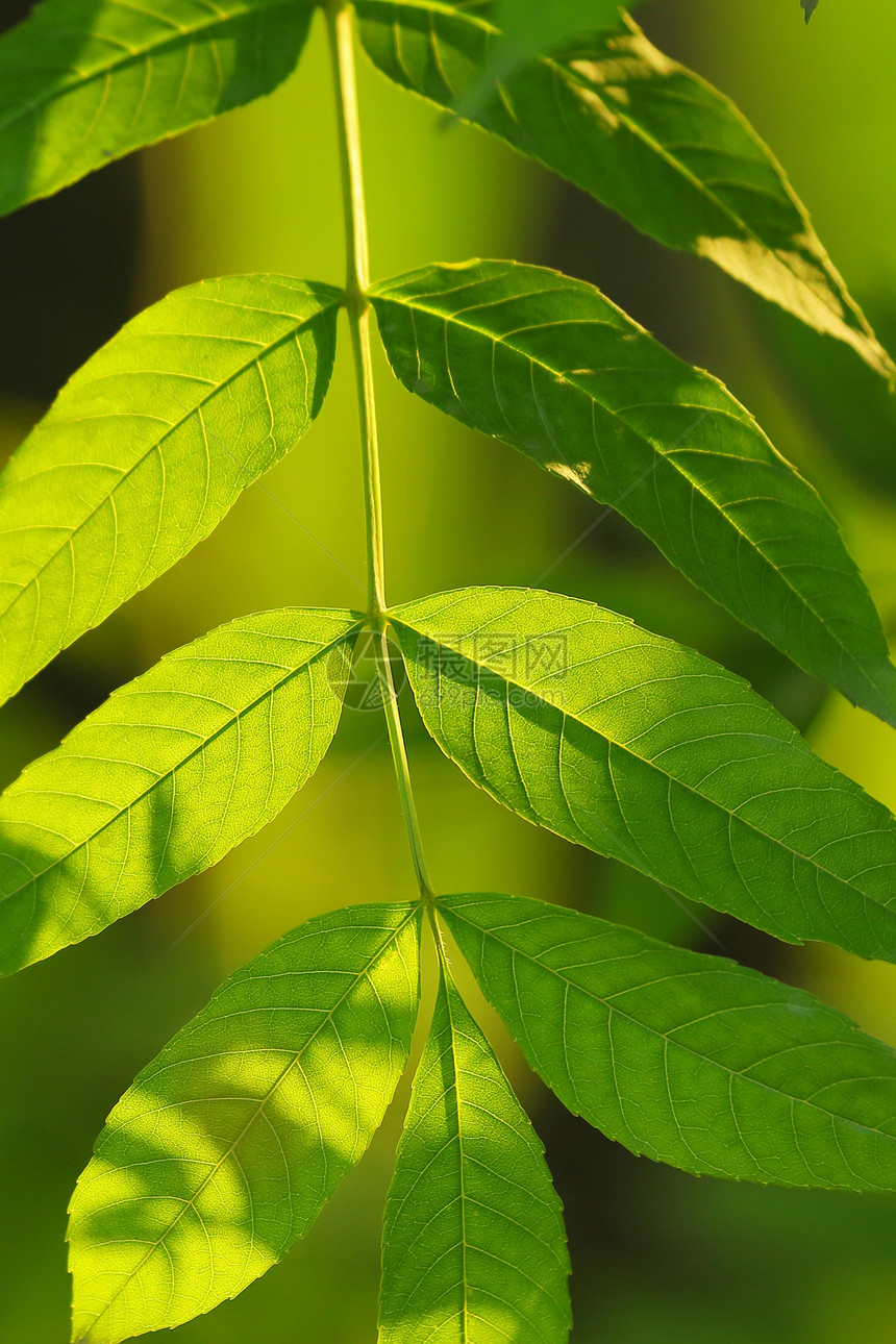 休假假期绿色植物植物生态花园木头娱乐树叶生活公园生长图片