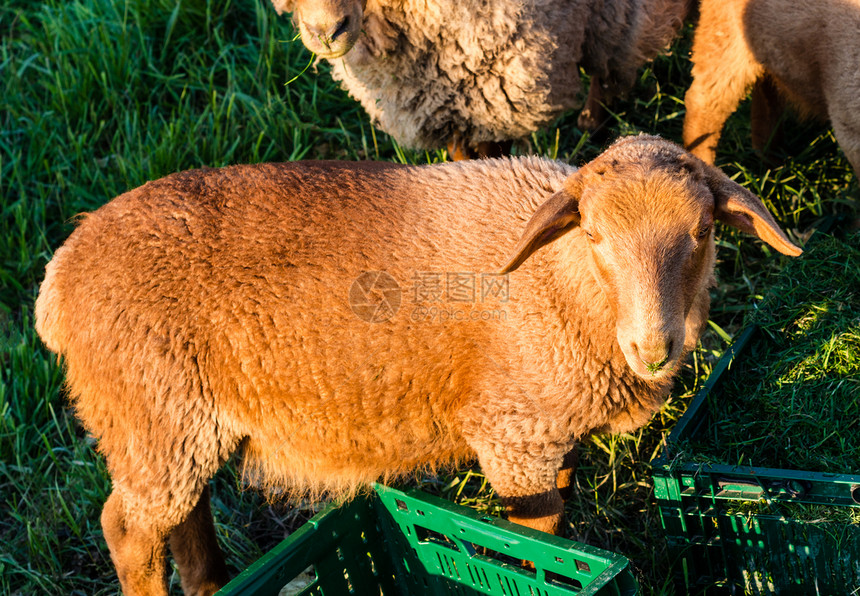 牧羊正在进食草原农村农场田园动物国家家畜羊毛羊肉场地图片