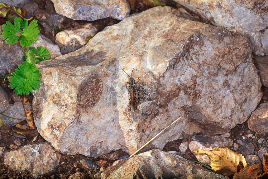 蚂蚱岩石昆虫害虫眼睛宏观动物天线农村蟋蟀棕色图片