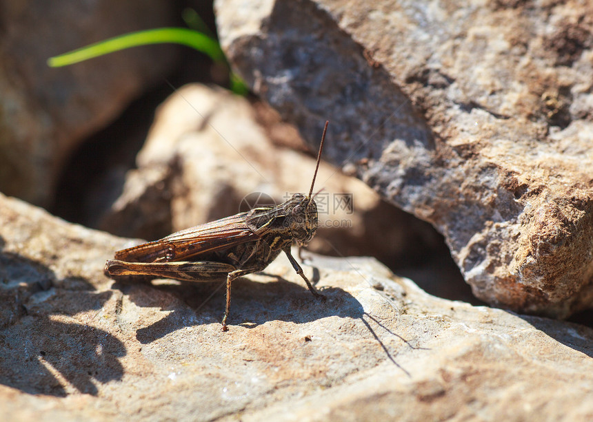 蚂蚱棕色害虫宏观蟋蟀天线眼睛岩石农村昆虫动物图片