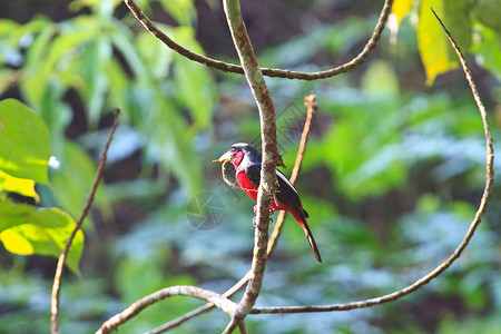 红色的鸟色彩多彩的黑鸟和红鸟自由动物群枝条红色嘴鸟热带荒野野生动物黑色羽毛背景