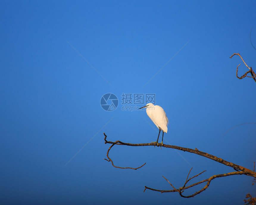 小Egret自然保护区动物群动物分支树苍鹭珍藏白鹭图片