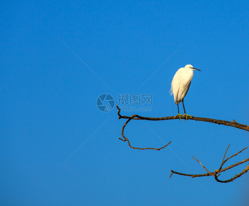 小Egret动物群苍鹭白鹭自然保护区动物珍藏分支树图片