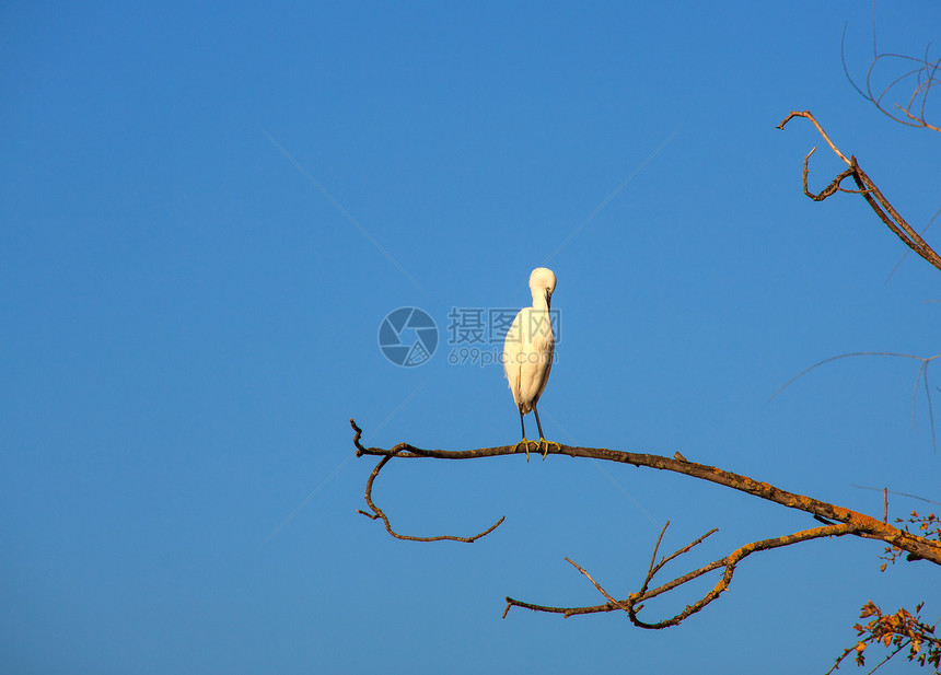 小Egret动物群珍藏动物自然保护区分支树苍鹭白鹭图片