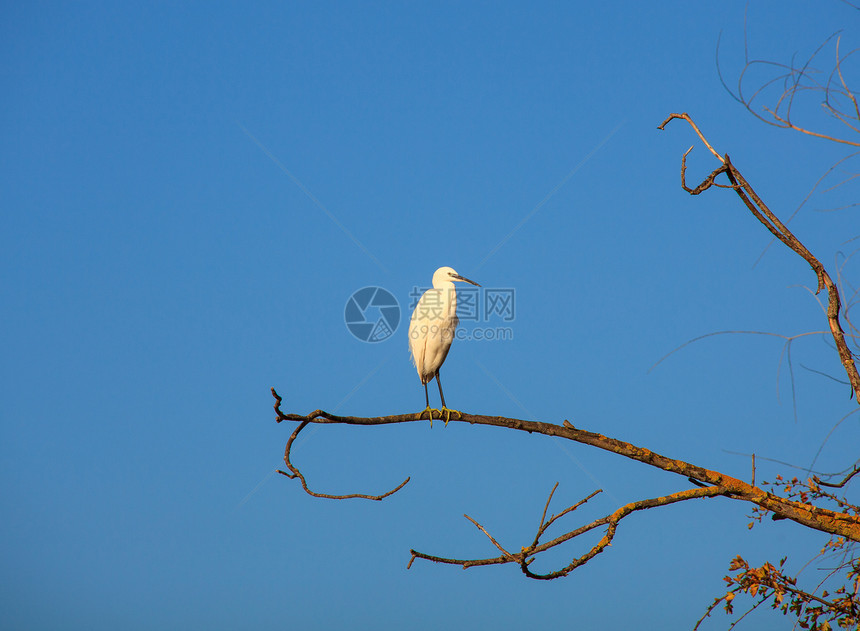 小Egret珍藏自然保护区动物苍鹭分支树白鹭动物群图片