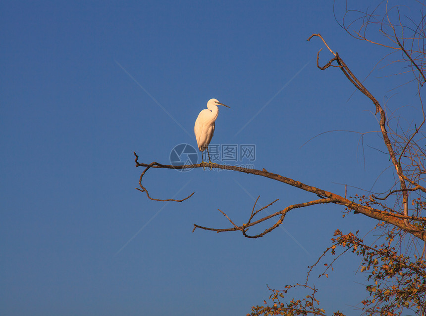 小Egret动物苍鹭动物群白鹭自然保护区分支树珍藏图片