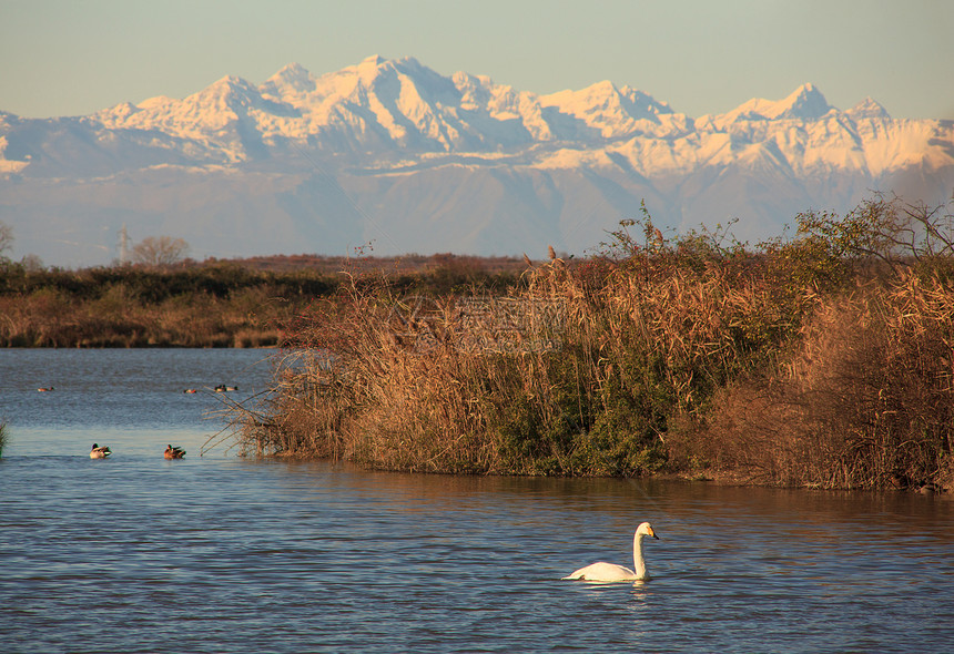诺沃山谷运河自然保护区动物群山脉废墟天鹅植被湿地动物野鸭小马鸟类图片