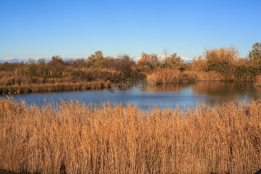 诺沃山谷运河自然保护区植被湿地废墟河口沼泽小马图片