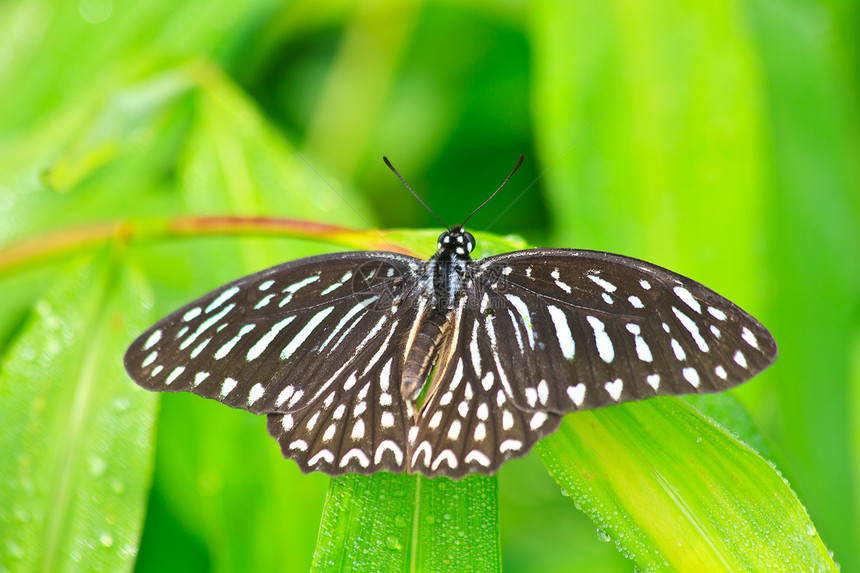 美丽的蝴蝶在叶子上野生动物荒野昆虫学花蜜翅膀触角眼睛白色动物宏观图片
