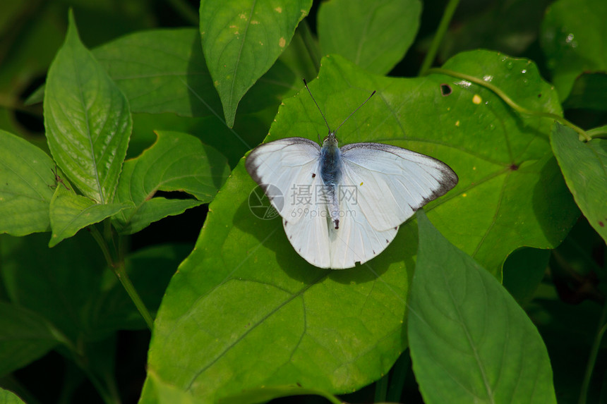 美丽的蝴蝶在叶子上棕色翅膀动物花园荒野宏观白色动物群斑点漏洞图片
