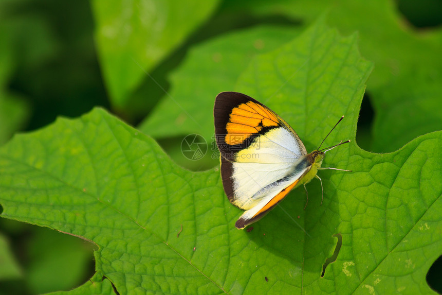 美丽的蝴蝶在叶子上花园昆虫学眼睛棕色动物群花蜜野生动物荒野昆虫白色图片