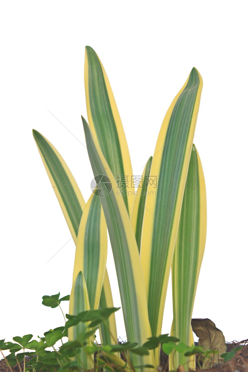 沿岸的处女膜炎或蜘蛛莉莉叶温泉植物花瓣白色绿色叶子宏观热带百合植物学图片