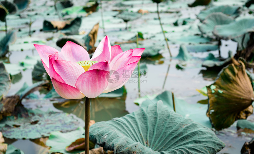 粉色莲花黄色叶子花园荷花花瓣公园绿色植物池塘植物群图片