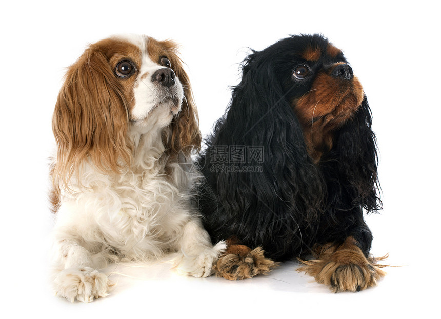 2个骑兵国王查尔斯犬类动物猎犬黑色工作室宠物棕褐色小狗棕色白色图片