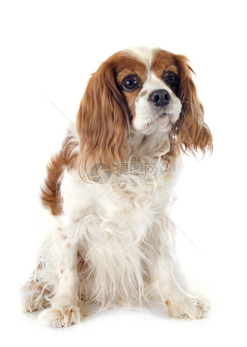 骑兵骑士王查尔斯犬类小狗工作室猎犬白色动物棕色宠物图片