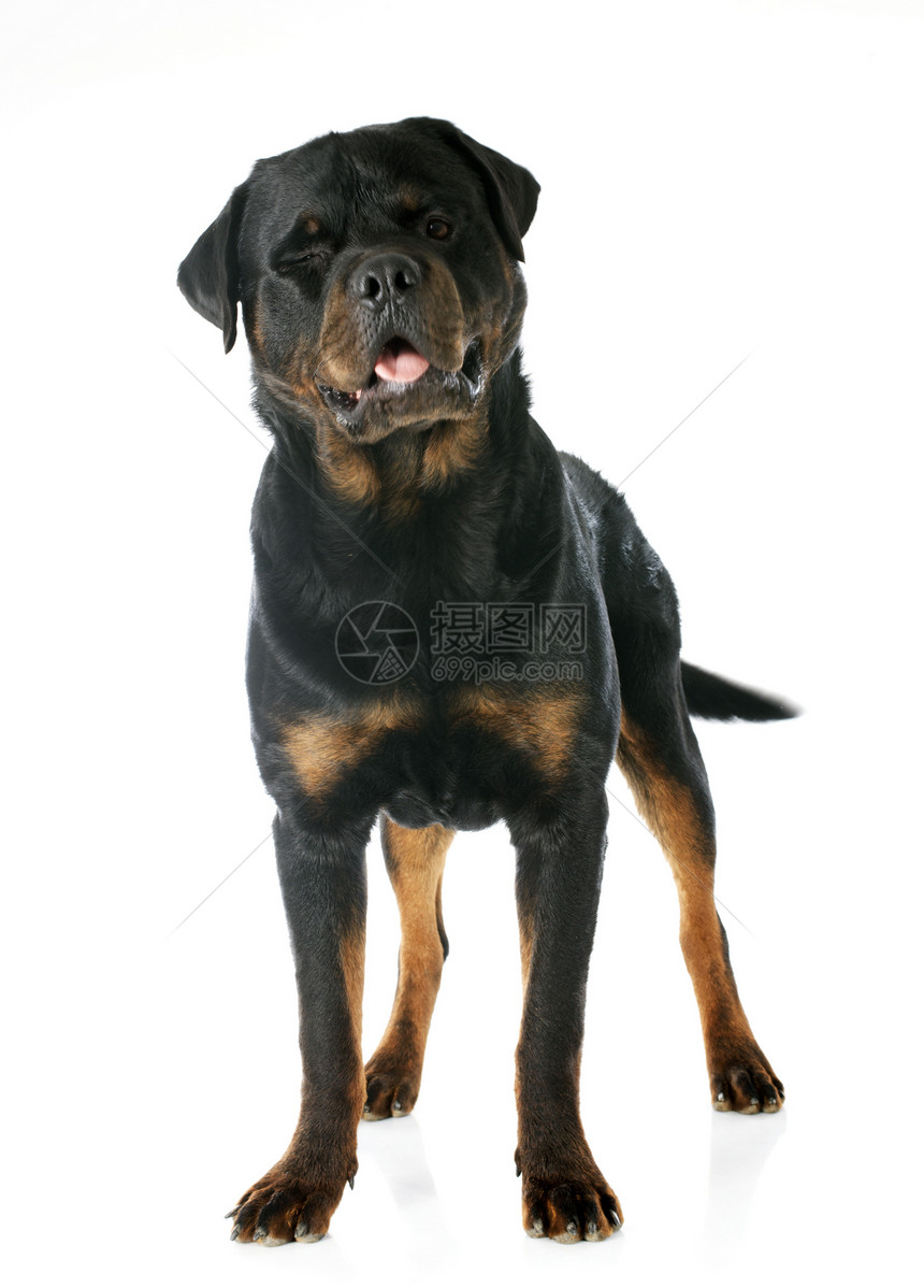 罗威纳犬纳犬宠物黑色工作室动物图片