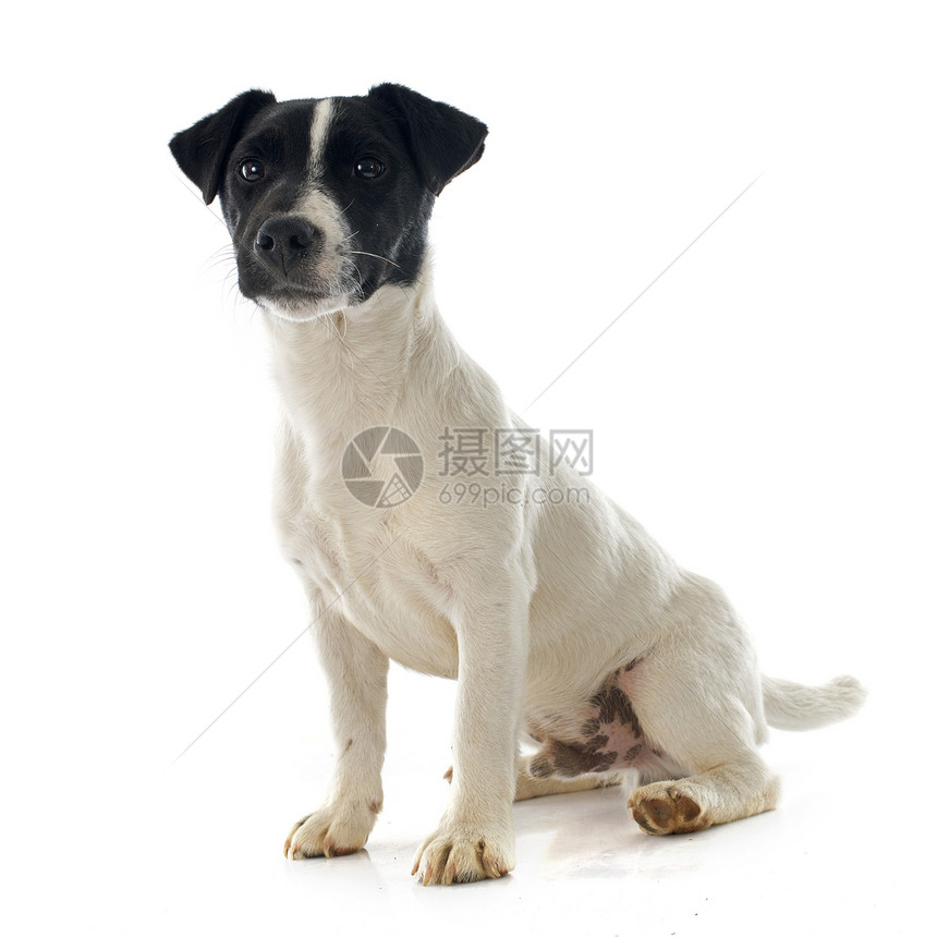 小小狗 胡萝卜犬类动物工作室宠物黑色小狗猎狗白色图片