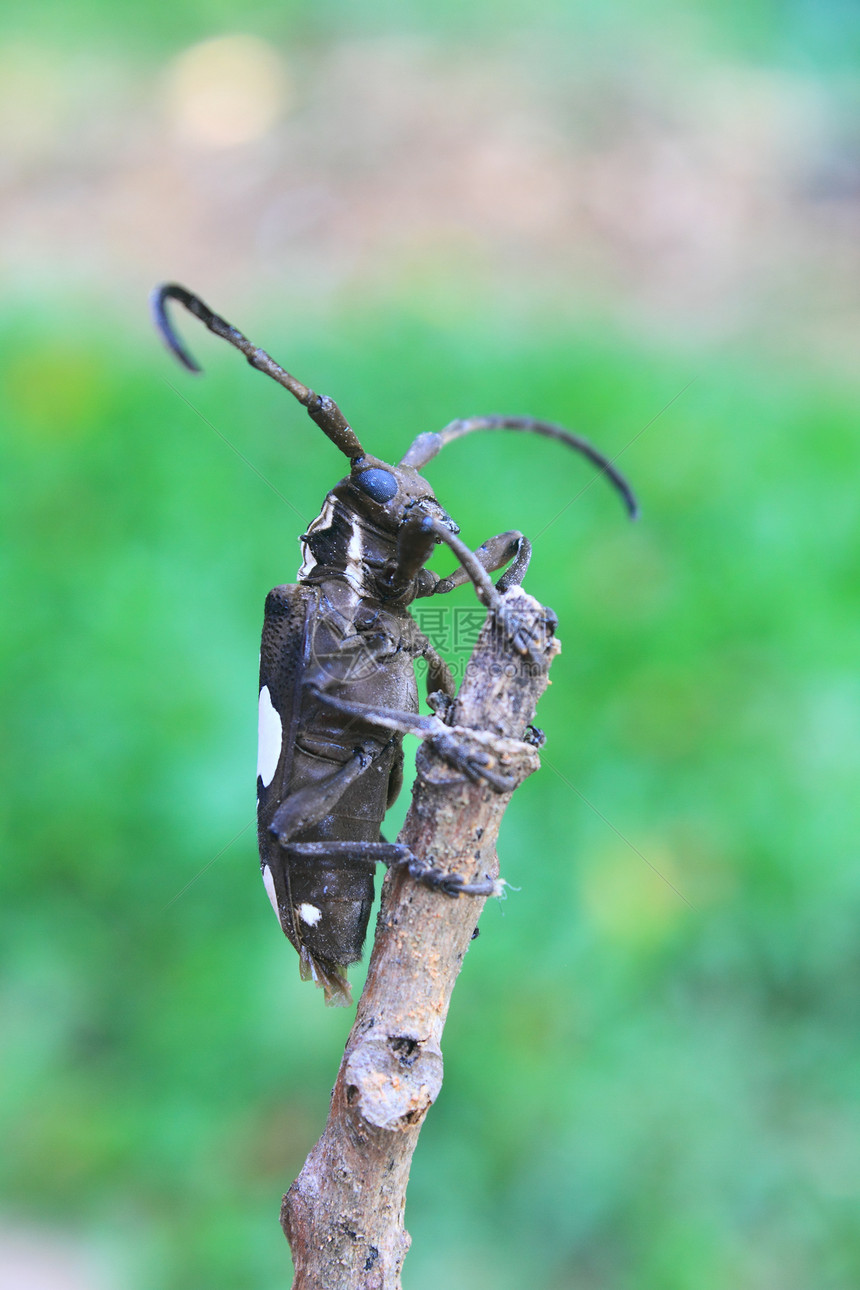 格努斯巴托塞拉的长角甲虫鲵科动物学传播生物学黄质叶子野生动物植物学动物群漏洞图片