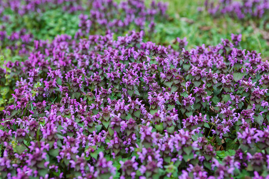紫色已死织物农村大天使草地叶子花园植被植物野花草原季节图片