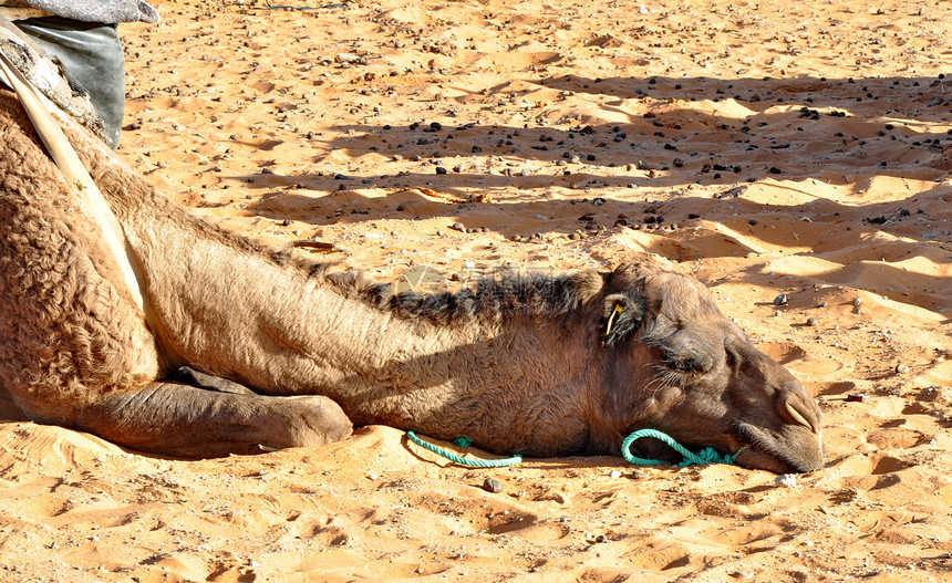 骆驼头野生动物动物眼睛晴天绳索天空单峰旅行太阳哺乳动物图片