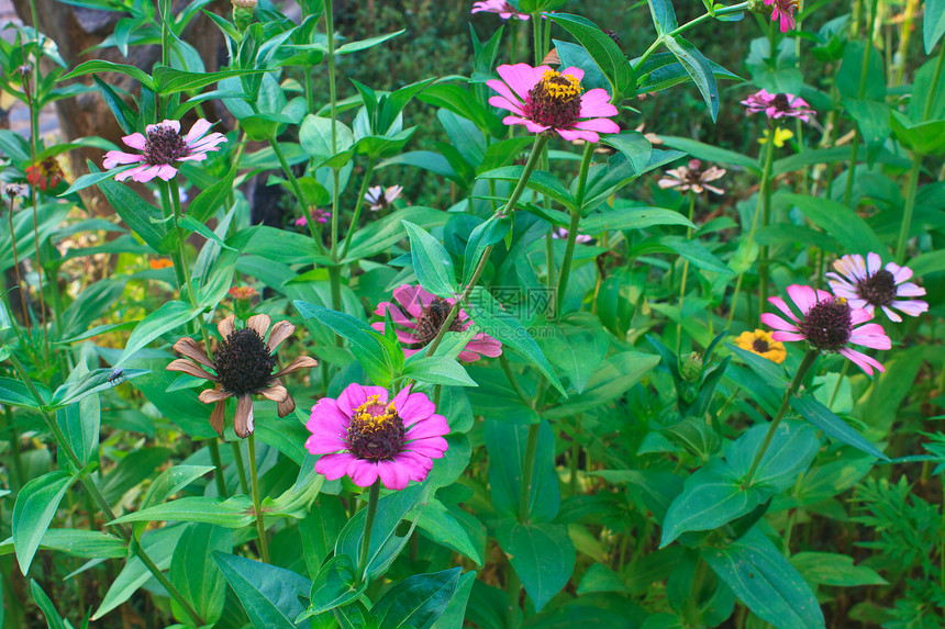 实地的粉色花瓣植物群植物学植物宏观绿色花园图片