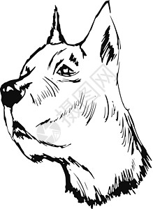 比格霍恩伟大的达恩草图宠物训练卡通片牧羊人艺术手绘朋友黑色犬类插画