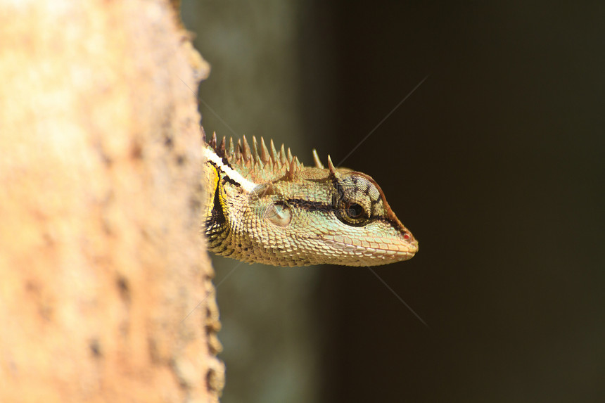树上蜥蜴皮肤刺细图异国野生动物鬣蜥岩石白色动物荒野棕色绿色生活图片