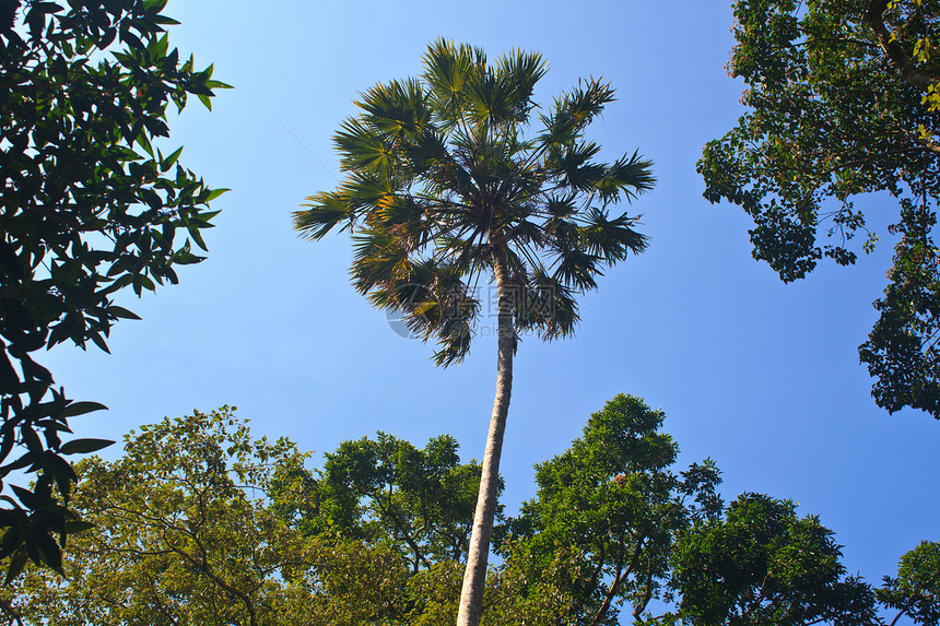 绿林风景天空树木林地森林宗教精神辐射荒野空地图片