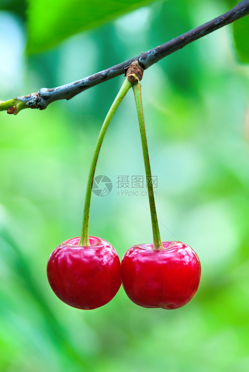 两个樱桃树枝上挂着的樱桃叶子甜点石头水果主义者植物美食茶点小吃维生素图片