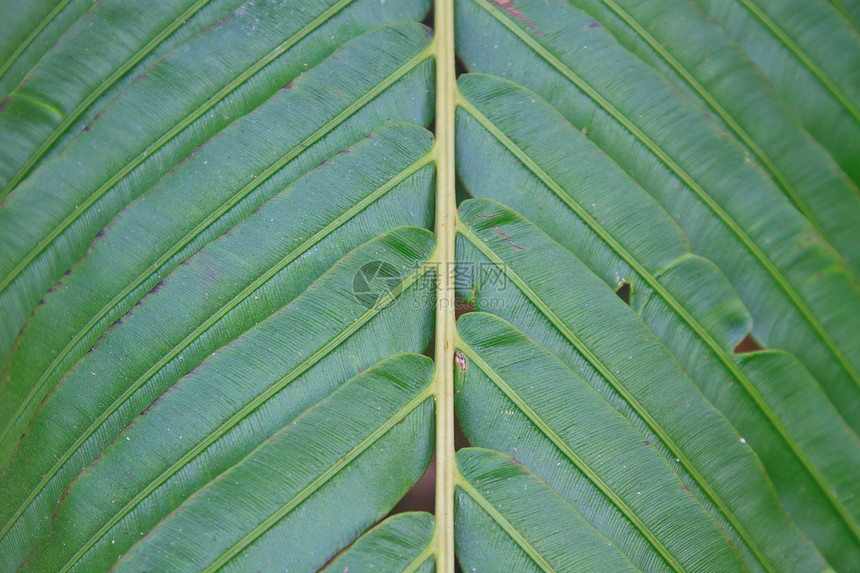 叶纹理生态荒野环境生长森林植物美丽植物群绿色生活图片