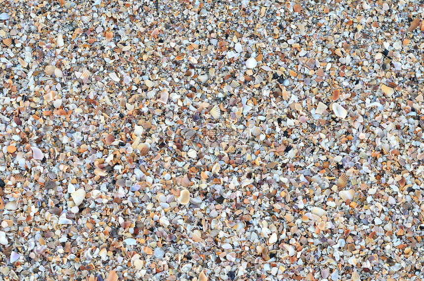 各种破碎的贝壳热带扇贝海洋图片