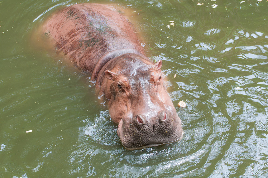 游泳池里的河马游泳身体动物眼睛水陆动物群哺乳动物荒野野生动物池塘图片