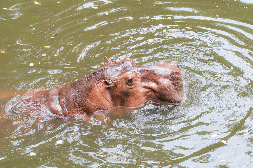 游泳池里的河马荒野动物群眼睛野生动物公园动物身体池塘动物园游泳图片