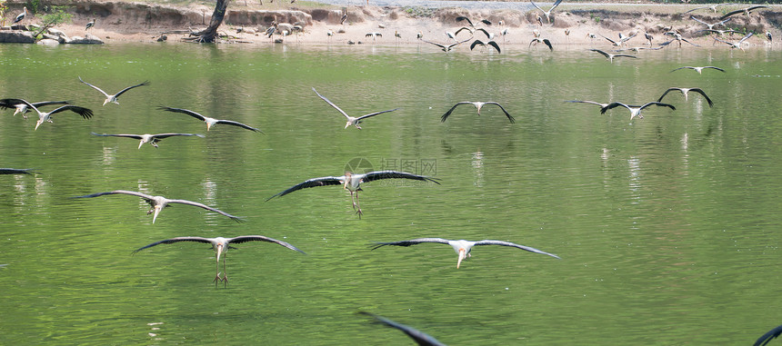 Kabbaw 鸟鸟飞羽毛动物海滨花园鸟类棕色水平白色野生动物栖息图片