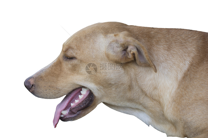 金金狗家畜智力宠物兽医动物毛皮伴侣哺乳动物犬类棕色图片