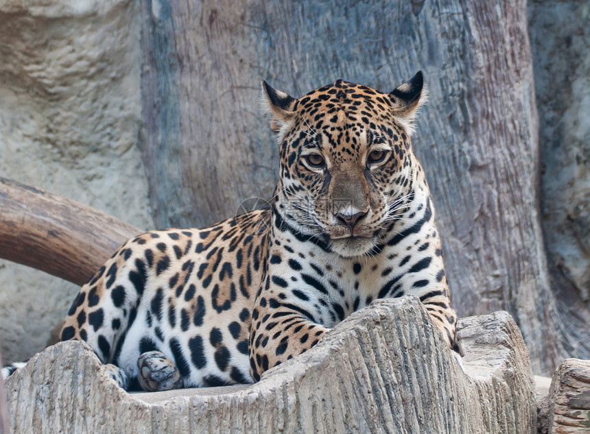 猎豹之星食肉野生动物胡须动物园危险黄色毛皮荒野公园黑色图片