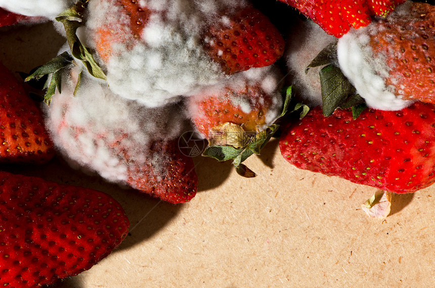 Mold草莓食品文化模具宏观植物食物衰变破坏水果塑料图片