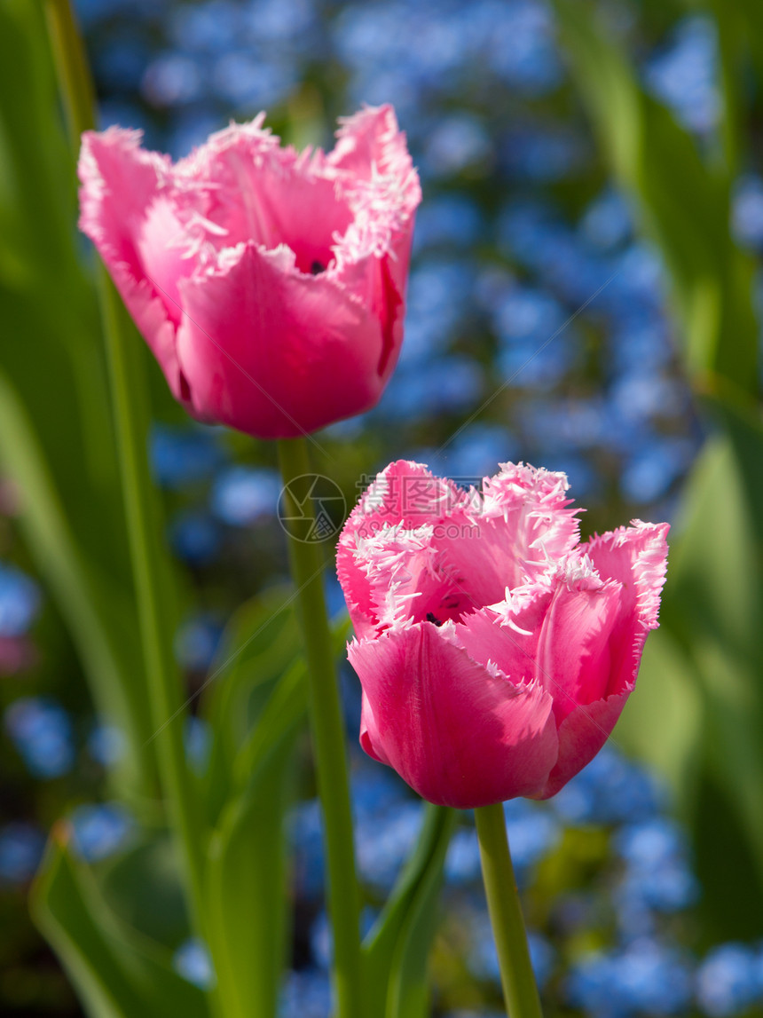 粉色郁金香背景植物草地蓝色花束花瓣植物群美丽植物学花园图片