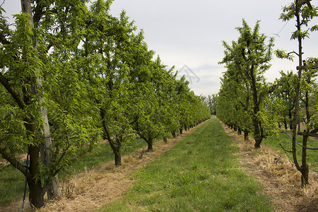 桃树排杂草树叶水果绿色饮食树木农业机缘生物农民高清图片