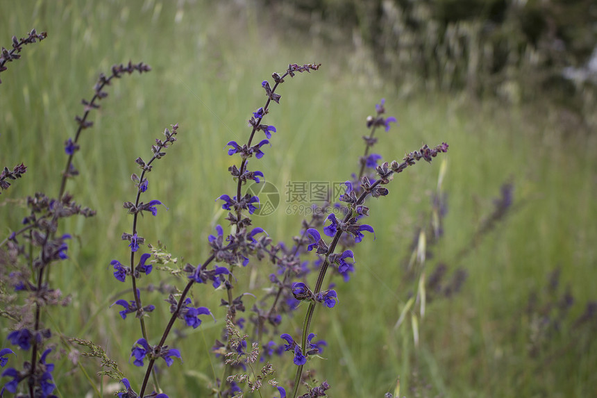 野草本底的紫花绿色风景杂草农业机缘图片