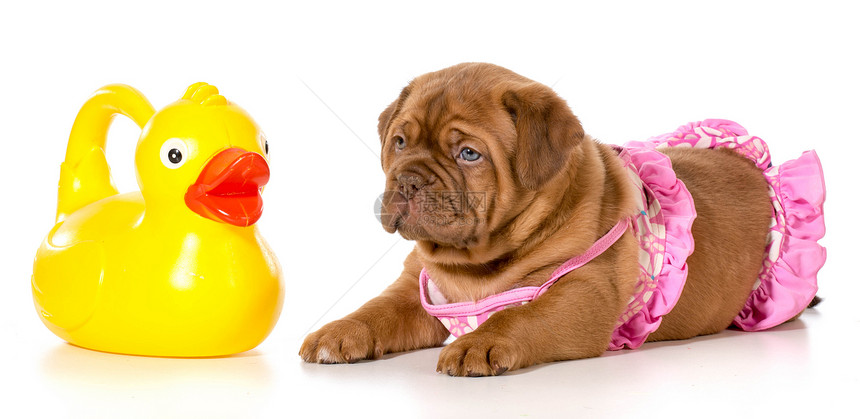 狗洗澡时间游泳泳装粉色工作室宠物海滩犬类小鸭子白色戏服图片